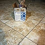 animal, blue_ribbon, box, cardboard_box, cat, curious, cute, floor_tile, furniture, home, indoor, looking_at_camera, nutrition_facts, pet, purple_collar, sitting, slippers, small_box, tabby, wide_eyes