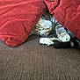Simba is registered to the contest to win money with this photo: animal, blanket, cat, comfort, couch, cozy, cute, feline, fur, indoor, nap, paw, pet, red_blanket, relaxed, resting, sleeping, striped, tabby, whiskers