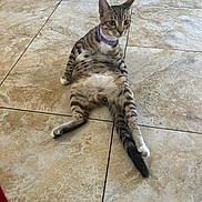 Simba joined the competition — help win amazing prizes! cat, tabby_cat, purple_collar, sitting, floor, tile_floor, indoor, pet, animal, relaxed_pose, curious, alert, whiskers, ears, tail, fur_pattern, domestic_cat, four_legs, mammal, house_pet
