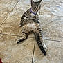 cat, tabby_cat, purple_collar, sitting, floor, tile_floor, indoor, pet, animal, relaxed_pose, curious, alert, whiskers, ears, tail, fur_pattern, domestic_cat, four_legs, mammal, house_pet