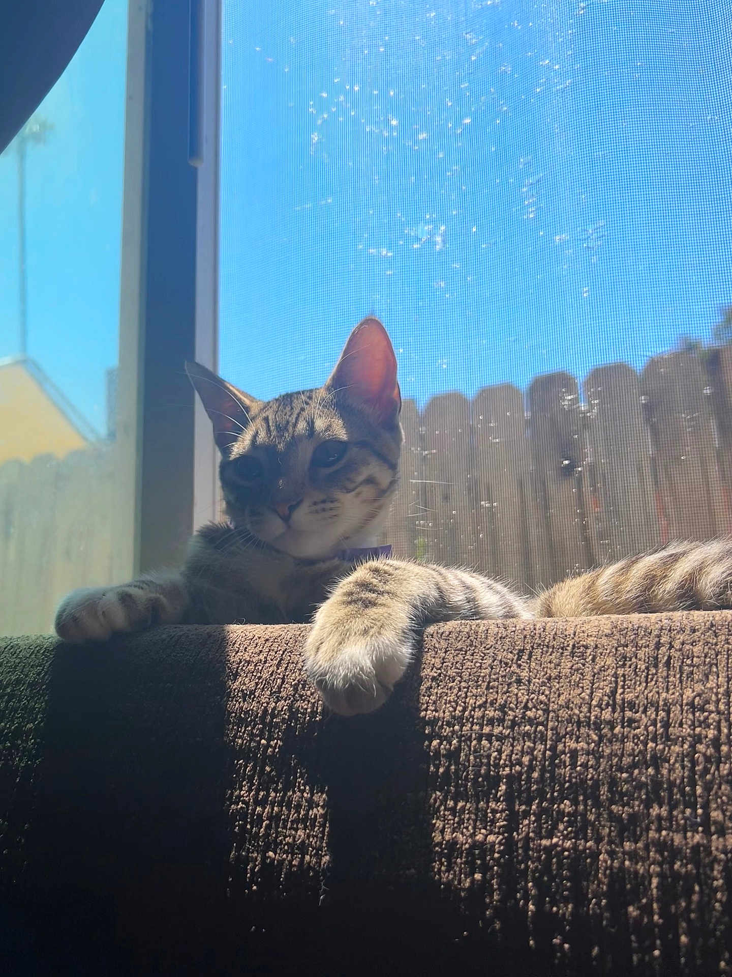 Simba joined the competition — help win amazing prizes! cat, tabby_cat, pet, sunlight, window, couch, furniture, indoor, relaxed, fur, paw, face, resting, shadow, curious, domestic_animal, animal, daylight, home, leisure