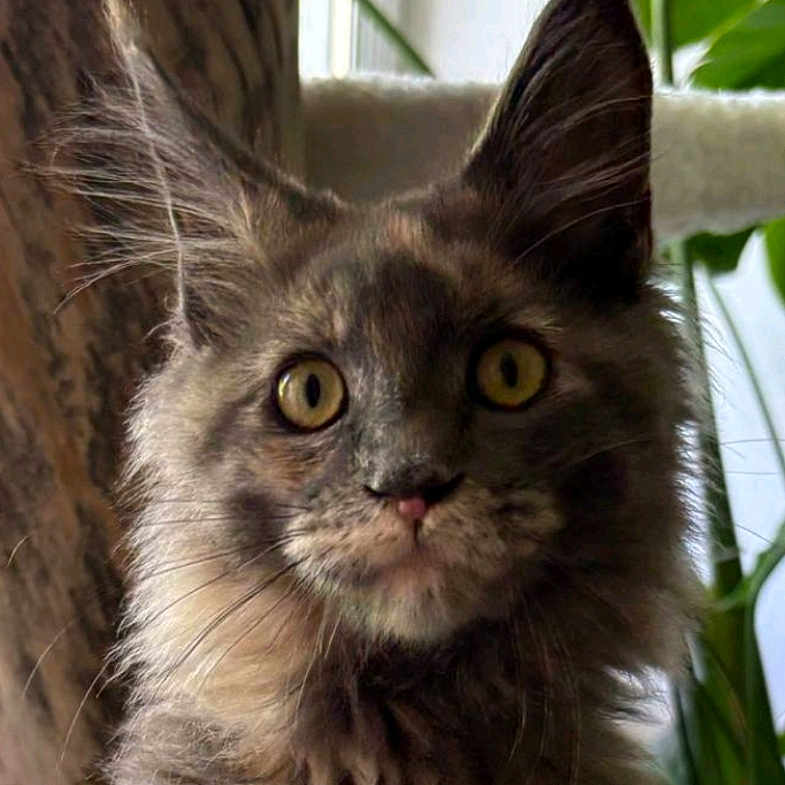 Wellington a rejoint le concours — aidez-le/la à gagner de superbes lots ! abyssinian, angora, animal, blackcat, brasssection, cat, face, head, horn, kitten, manx, musicalinstrument, person, pet, photography, plant, portrait, pottedplant, snout, wood