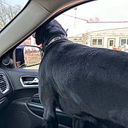 Tikka joined the competition — help win amazing prizes! animal, black_dog, canine, car_interior, collar, curious, daylight, dog, door_panel, indoors, looking_out, overcast, pet, roadside, side_mirror, standing, transport, travel, vehicle, window