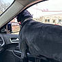 animal, black_dog, canine, car_interior, collar, curious, daylight, dog, door_panel, indoors, looking_out, overcast, pet, roadside, side_mirror, standing, transport, travel, vehicle, window