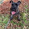 animal, black_dog, canine, cute, dog, ears, fur, grass, ground, happy, leash, looking_up, mulch, nature, nose, outdoor, pet, playful, sunlight, tongue_out