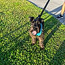 Duke joined the competition — help win amazing prizes! animal, blue_bandana, cute, daytime, dog, grass, greenery, happy, leash, outdoor, panting, park, person, pet, shadow, shoe, sidewalk, sneaker, sunlight, walking