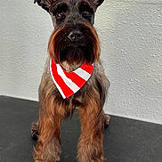 Duke is registered to the contest to win money with this photo: dog, pet, beard, bandana, red_and_white, ears, fur, portrait, animal, indoor, black_surface, white_wall, cute, groomed, standing, front_view, alert, companion, domestic_animal, adorable