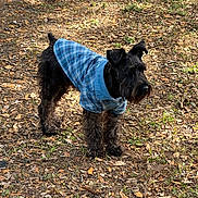 Duke is registered to the contest to win money with this photo: animal, attentive, autumn, black_dog, canine, casual, dog, ears, fur, grass, ground, leaves, nature, outdoor, pet, plaid_shirt, small_dog, snout, standing, sunlight