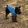 animal, attentive, autumn, black_dog, canine, casual, dog, ears, fur, grass, ground, leaves, nature, outdoor, pet, plaid_shirt, small_dog, snout, standing, sunlight