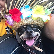 Wally joined the competition — help win amazing prizes! dog, hat, flower_crown, tongue_out, smiling, pet, happy, close_up, person_partial, colorful, accessory, collar, leash, black_dog, indoor, portrait, cute, playful, animal, joyful