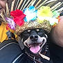 dog, hat, flower_crown, tongue_out, smiling, pet, happy, close_up, person_partial, colorful, accessory, collar, leash, black_dog, indoor, portrait, cute, playful, animal, joyful