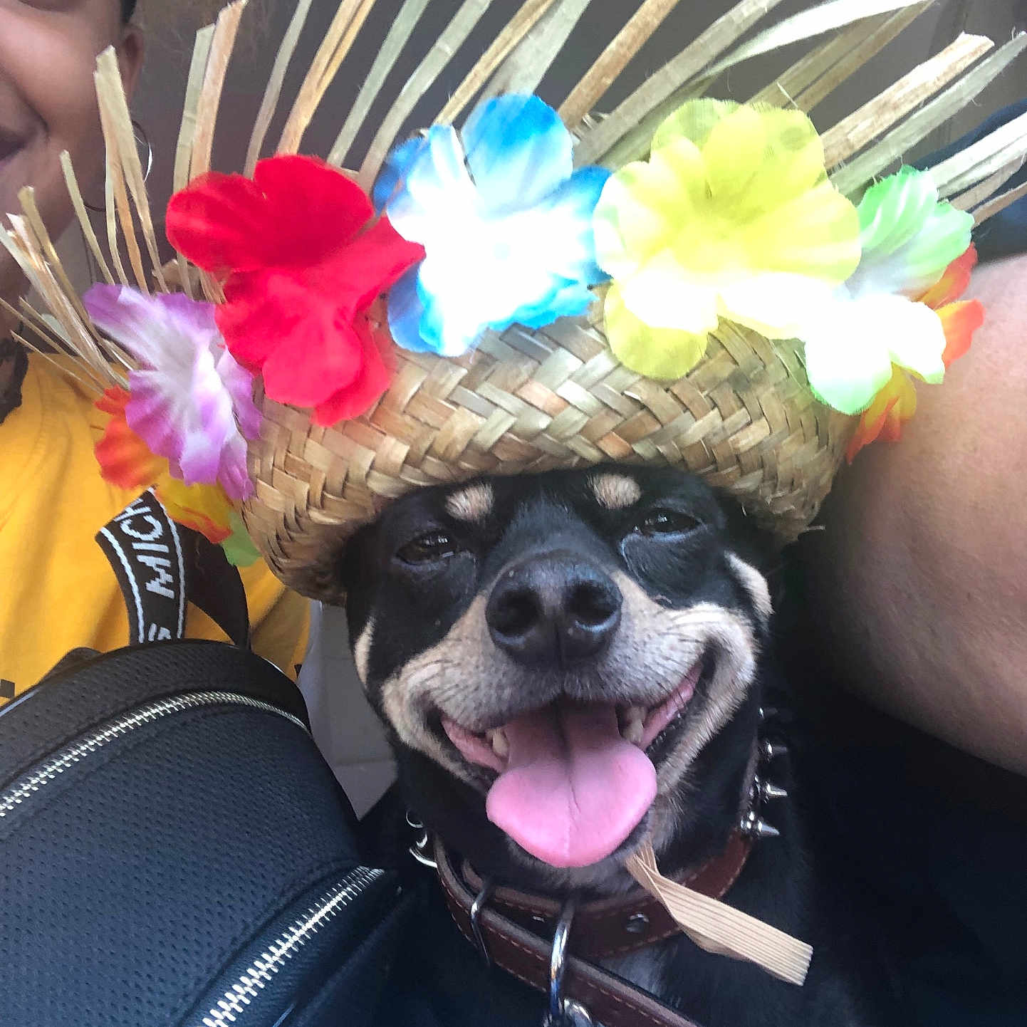 Wally joined the competition — help win amazing prizes! accessory, animal, black_dog, close_up, collar, colorful, cute, dog, flower_crown, happy, hat, indoor, joyful, leash, person_partial, pet, playful, portrait, smiling, tongue_out