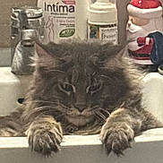 Simba a rejoint le concours — aidez-le/la à gagner de superbes lots ! bathroom, bottle, cat, close_up, countertop, faucet, fur, gray_tabby, grooming_items, indoor, long_hair, paws, pet, portrait, relaxed, santa_decor, sink, sleepy, soap_dispenser, whiskers