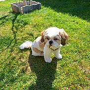 Alvin a rejoint le concours — aidez-le/la à gagner de superbes lots ! dog, pet, grass, outdoor, sunlight, shadow, tree, leaf, garden, nature, animal, canine, lawn, daytime, fluffy, cute, sitting, small_dog, freshly_groomed, peaceful