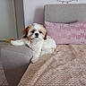 animal, blanket, companion, cozy, cushion, cute, dog, door, floor_tiles, fluffy, furniture, home, indoor, living_room, pet, pink_pillow, relaxed, resting, small_dog, sofa