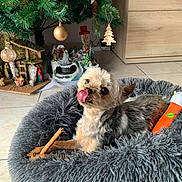 Mylo participe au concours pour gagner de l'argent avec cette photo : animal, christmas_tree, cozy, cute, dog, festive, floor_tiles, fluffy_bed, fur, holiday_decor, indoor, ornaments, paw, pet, playful, small_dog, stick, tongue_out, toy, wooden_furniture