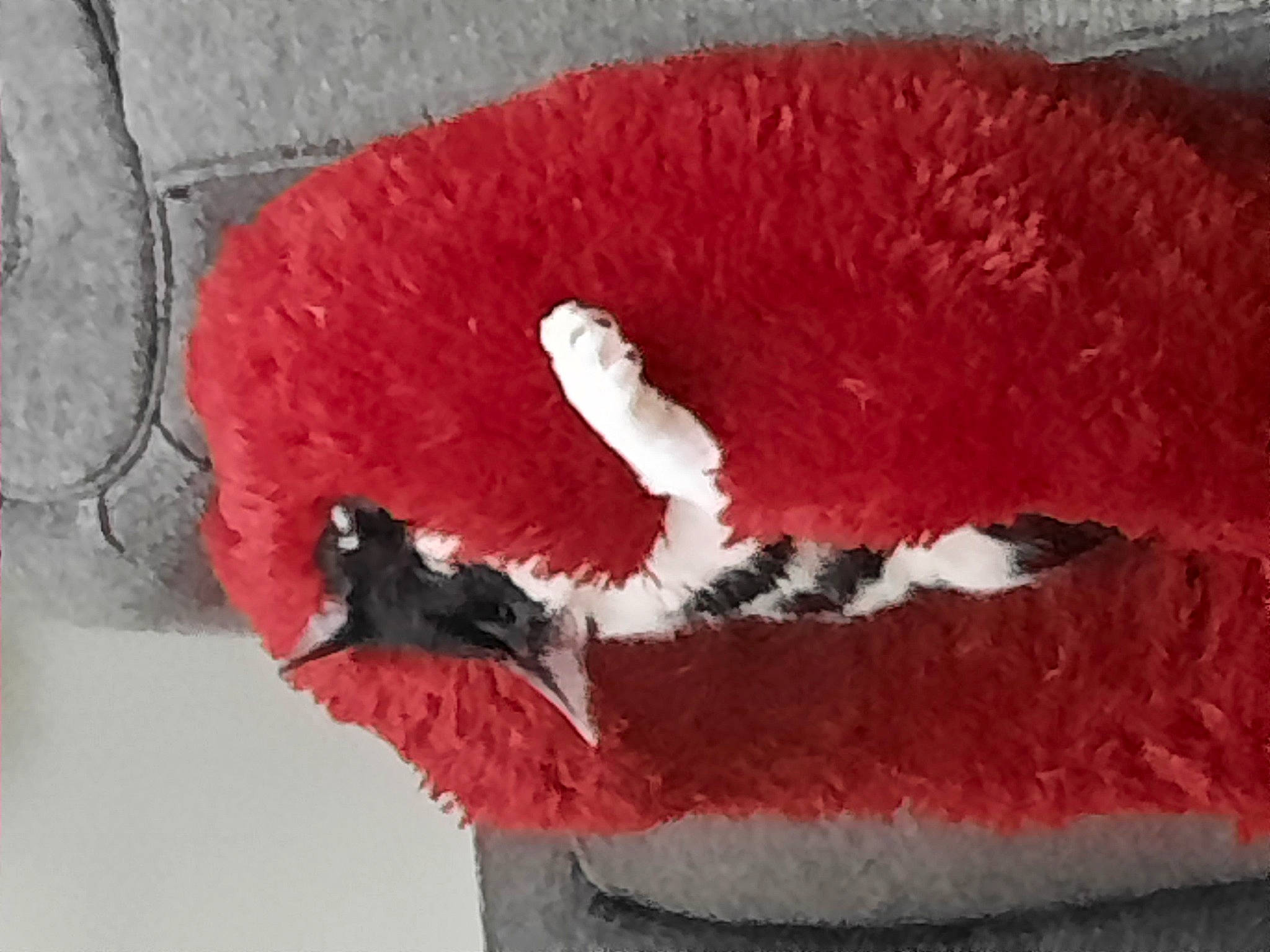 Bandit joined the competition — help win amazing prizes! art, beak, brick, carmine, door, feather, freezing, fur, magenta, natural_material, petal, plant, red, snout, tail, water_bird, window, wing, winter, wool