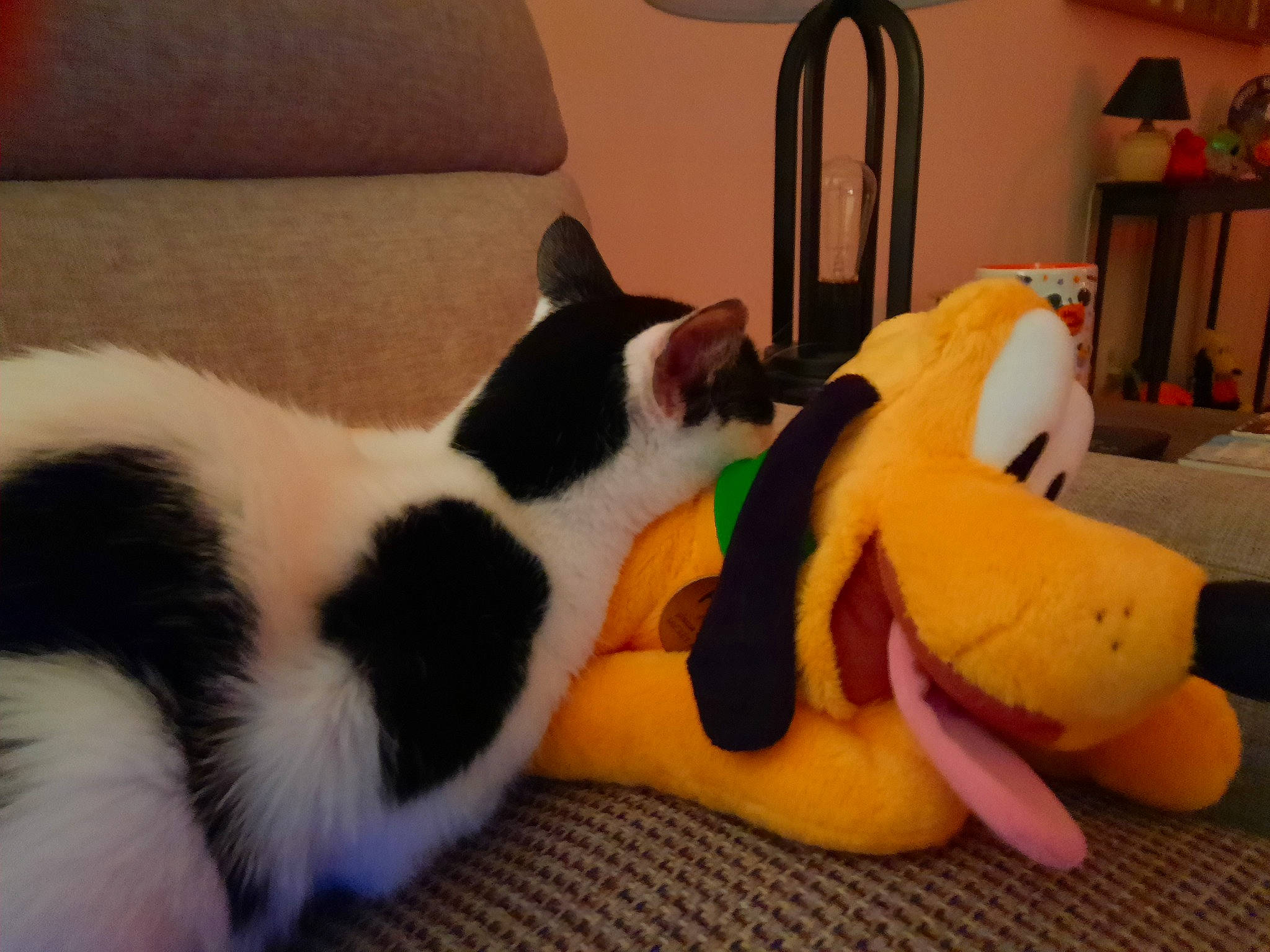 Bandit joined the competition — help win amazing prizes! carnivore, cat, comfort, companion_dog, couch, dog_breed, domestic_short_haired_cat, felidae, flooring, fur, lighting, paw, pet_supply, picture_frame, room, small_to_medium_sized_cats, snout, tail, whiskers, wood