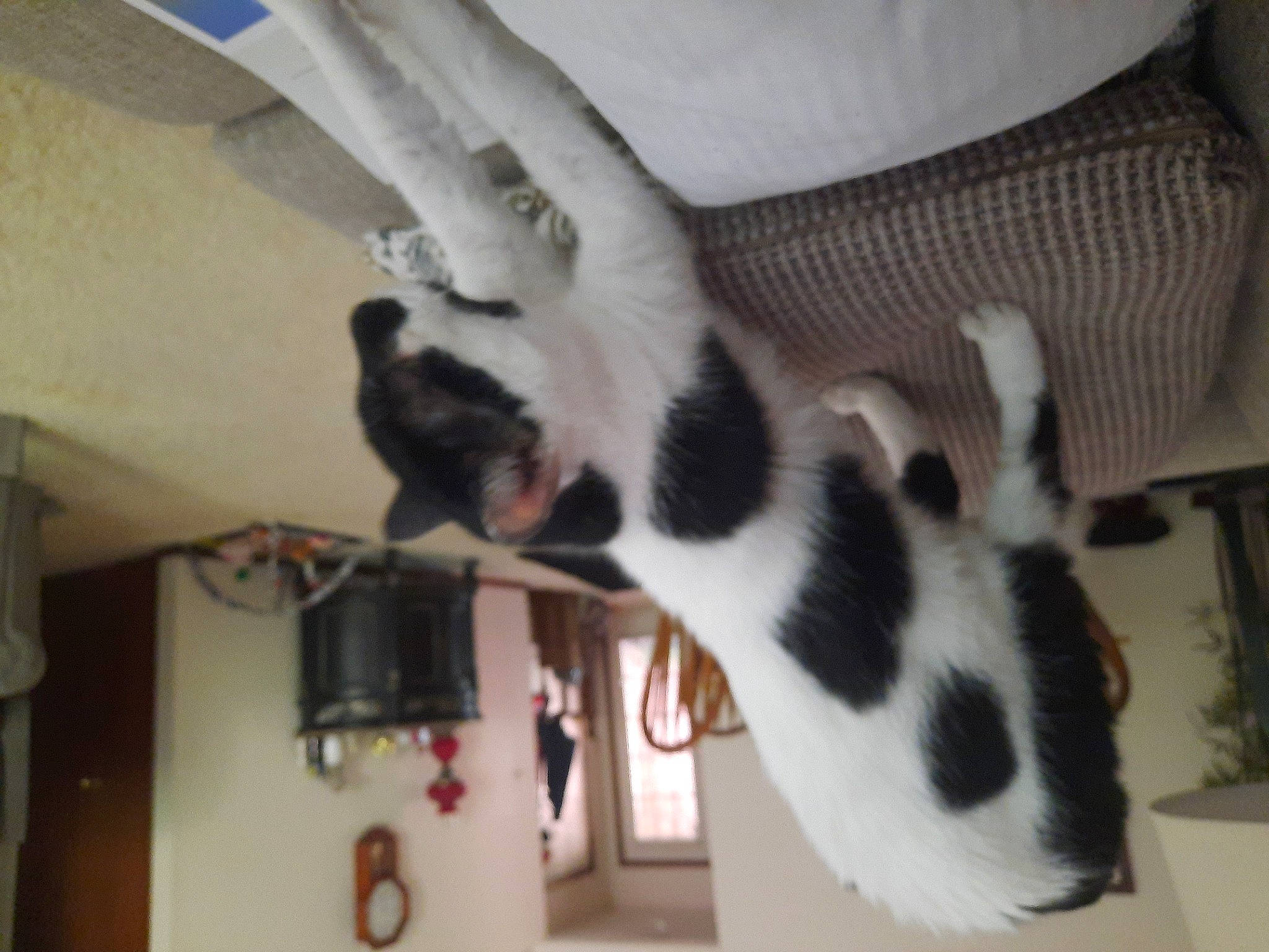 Bandit is registered to the contest to win money with this photo: canidae, carnivore, cat, claw, comfort, companion_dog, dog_breed, domestic_short_haired_cat, ear, felidae, finger, fur, gesture, hand, nail, paw, room, small_to_medium_sized_cats, tail, whiskers