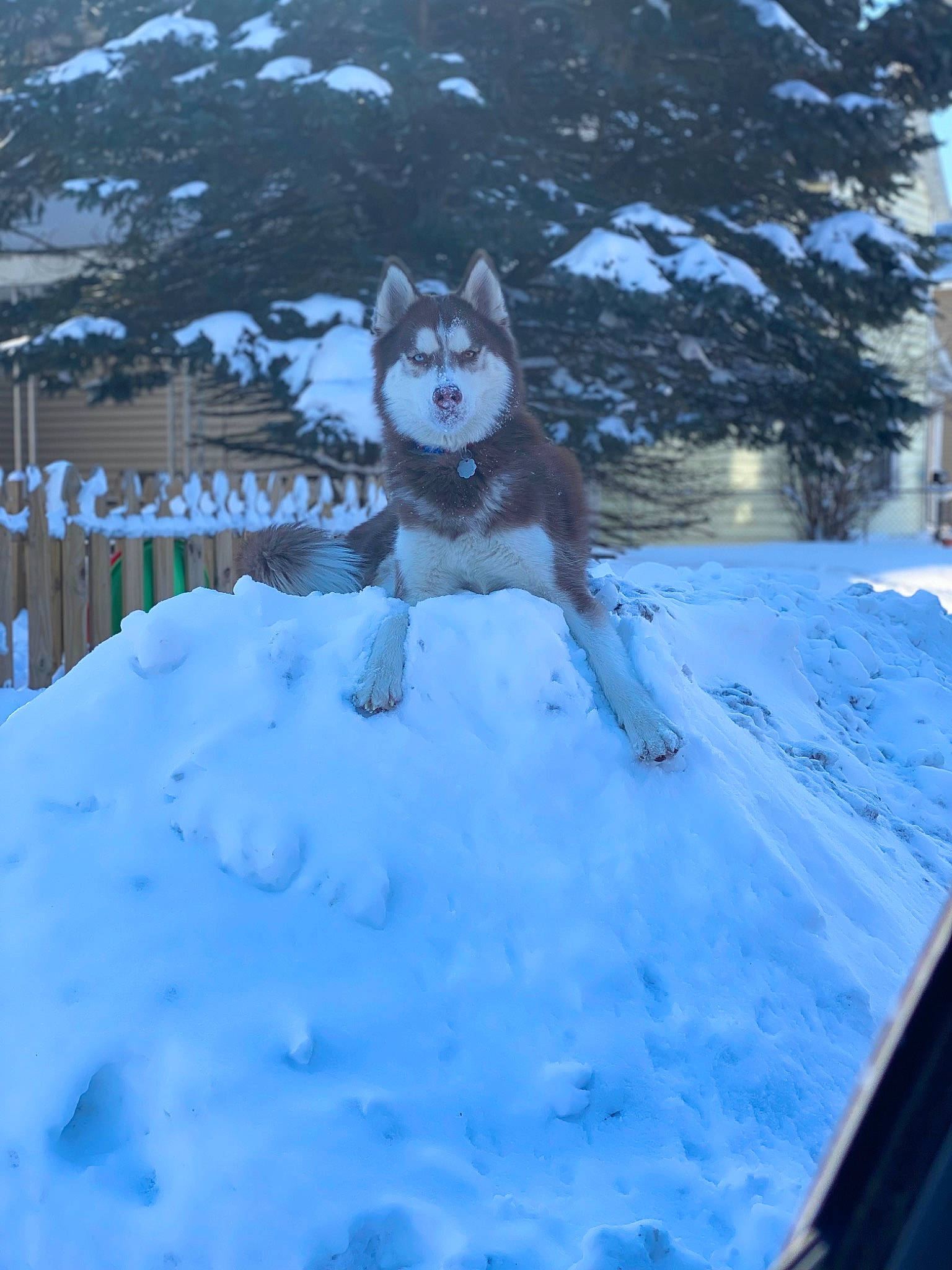 Bellamy is registered to the contest to win money with this photo: automotive_tire, carnivore, dog, dog_breed, electric_blue, freezing, frost, fur, glacial_landform, ice_cap, recreation, sled_dog, slope, snow, sporting_group, tree, vehicle, windshield, winter, wolf