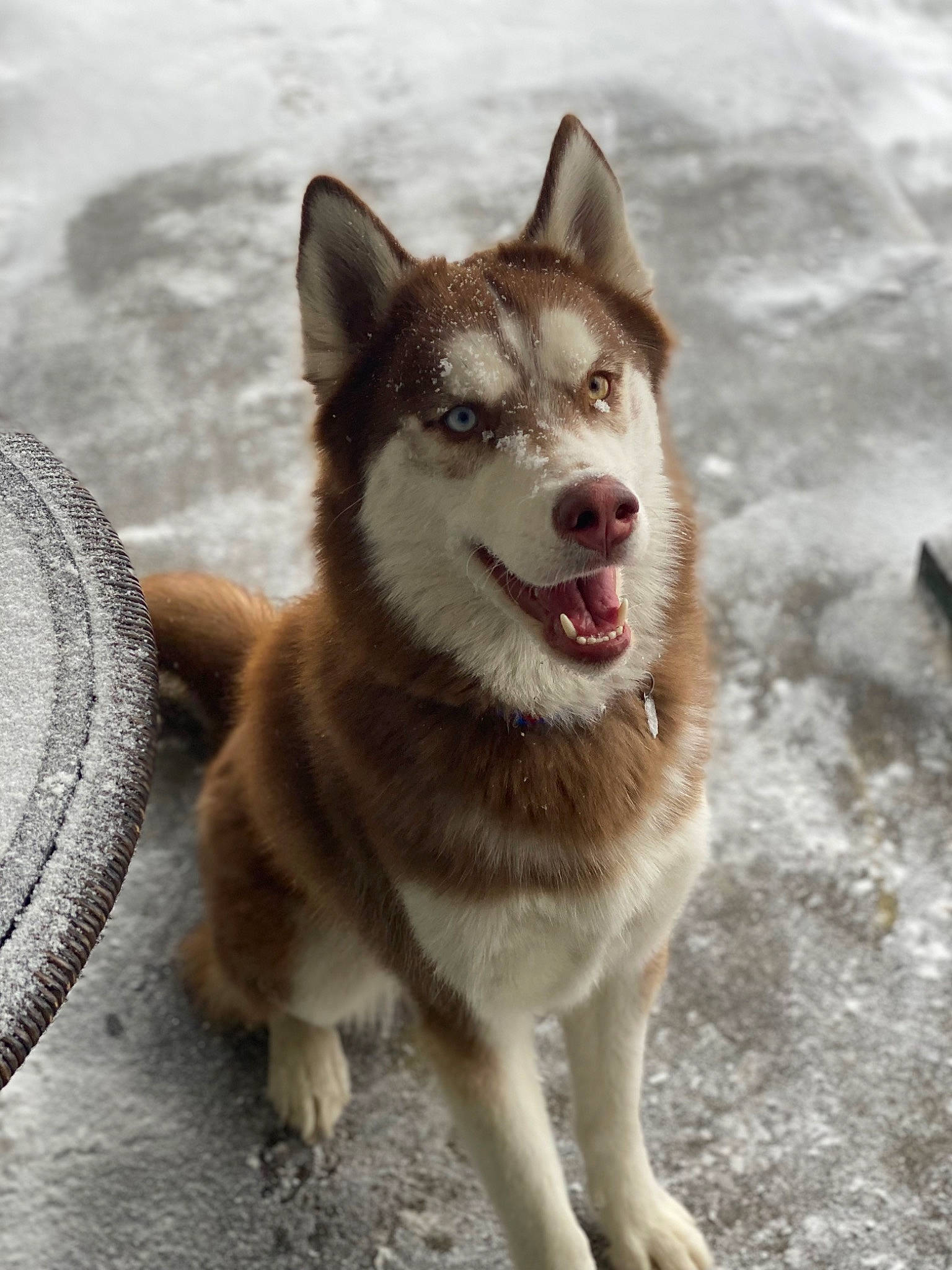 Bellamy is registered to the contest to win money with this photo: ancient_dog_breeds, carnivore, collar, companion_dog, dog, dog_breed, fang, fur, siberian_husky, sled_dog, snout, snow, sporting_group, tail, terrestrial_animal, winter, working_animal, working_dog