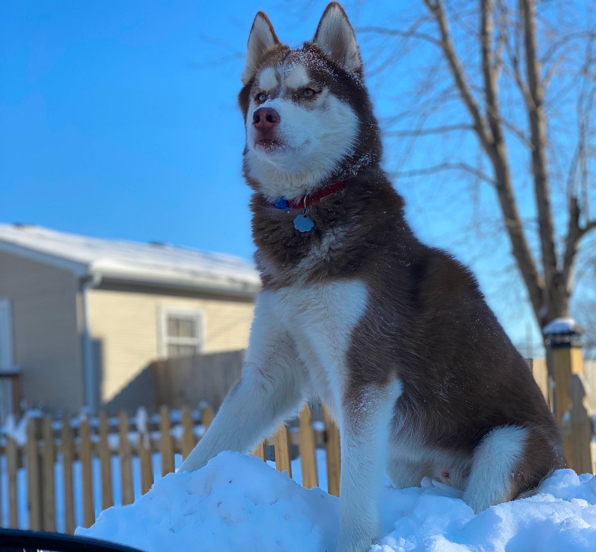 Bellamy is registered to the contest to win money with this photo: building, canidae, carnivore, collar, dog_breed, domestic_short_haired_cat, electric_blue, fawn, felidae, freezing, sky, small_to_medium_sized_cats, snout, snow, sporting_group, tail, tree, whiskers, window, winter