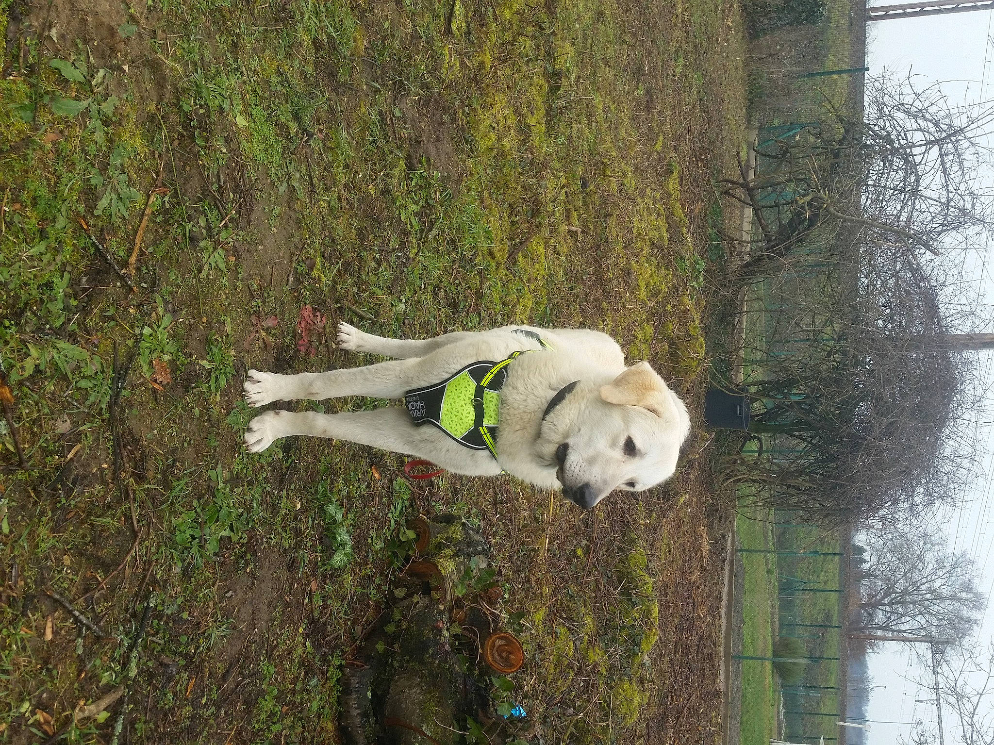 Nano a rejoint le concours — aidez-le/la à gagner de superbes lots ! art, canidae, carnivore, dinosaur, dog, dog_breed, fawn, grass, lawn_ornament, plant, sculpture, snout, sporting_group, statue, tail, tree, trunk, twig, wood, working_animal