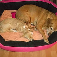 Roxane a rejoint le concours — aidez-le/la à gagner de superbes lots ! beagador, broholmer, canidae, carnivore, companion_dog, dog, dog_bed, dog_breed, dog_supply, fawn, labrador_retriever, puppy, sporting_group