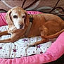 Roxane participe au concours pour gagner de l'argent avec cette photo : beagador, broholmer, canidae, carnivore, comfort, companion_dog, coonhound, dog, dog_bed, dog_breed, dog_supply, fawn, furniture, linens, mammal, portuguese_pointer, rhodesian_ridgeback, sporting_group, vertebrate, vizsla