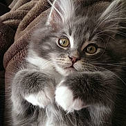 Goose is registered to the contest to win money with this photo: animal, blanket, cat, close_up, cozy, cute, feline, fluffy, fur, gray_cat, indoor, kitten, mammal, paw, pet, portrait, relaxed, whiskers, white_paws, young_cat