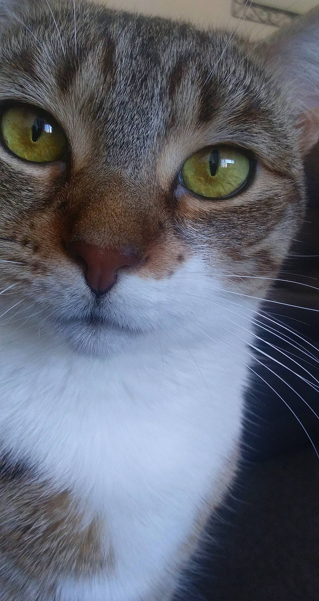 Ivy joined the competition — help win amazing prizes! carnivore, cat, curious, domestic_short_haired_cat, eye, eyelash, felidae, fur, grass, hair, head, human_body, mammal, small_to_medium_sized_cats, terrestrial_animal, whiskers, wildlife