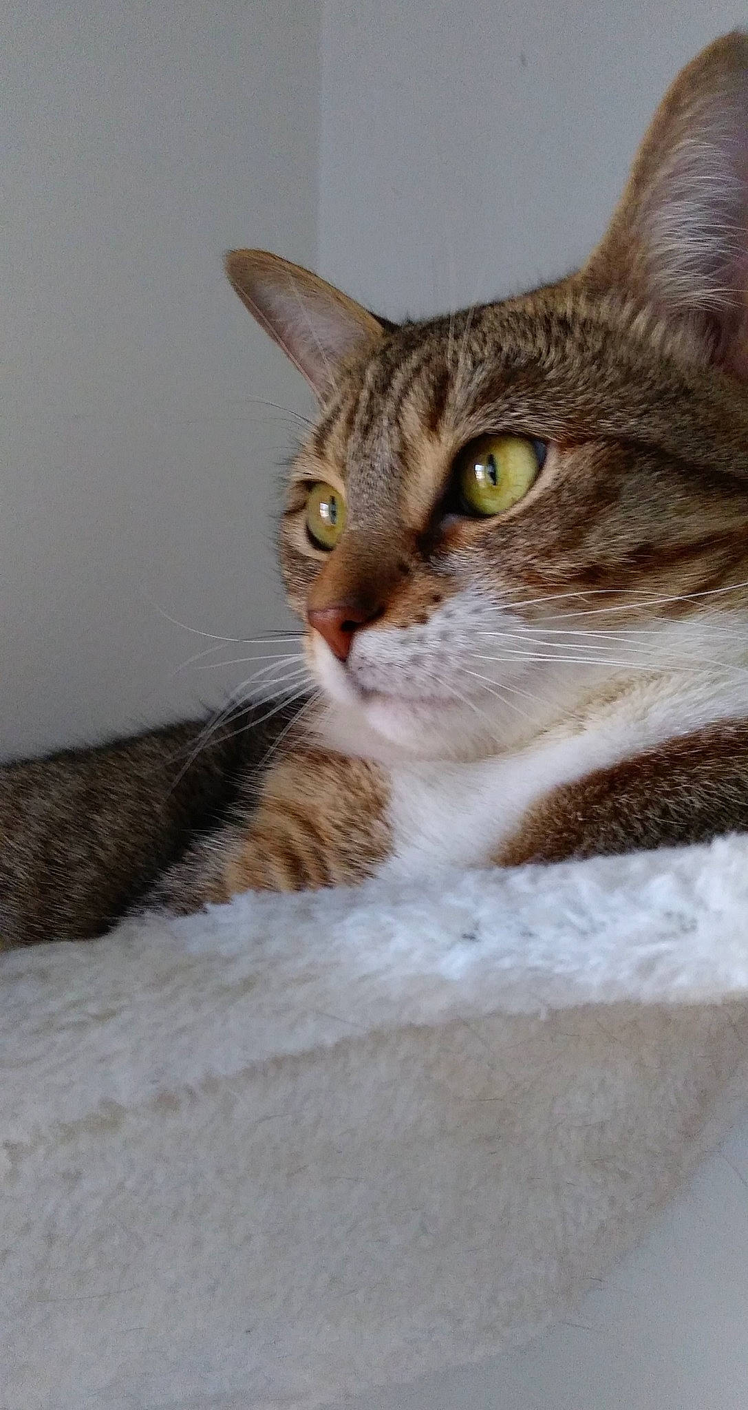 Ivy joined the competition — help win amazing prizes! carnivore, cat, domestic_short_haired_cat, felidae, fur, small_to_medium_sized_cats, snout, terrestrial_animal, whiskers, wildlife