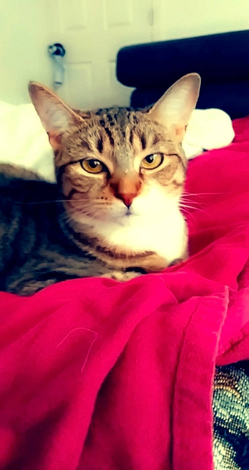 Ivy joined the competition — help win amazing prizes! carnivore, cat, claw, comfort, domestic_short_haired_cat, event, eye, felidae, fur, magenta, paw, sitting, small_to_medium_sized_cats, snout, textile, whiskers