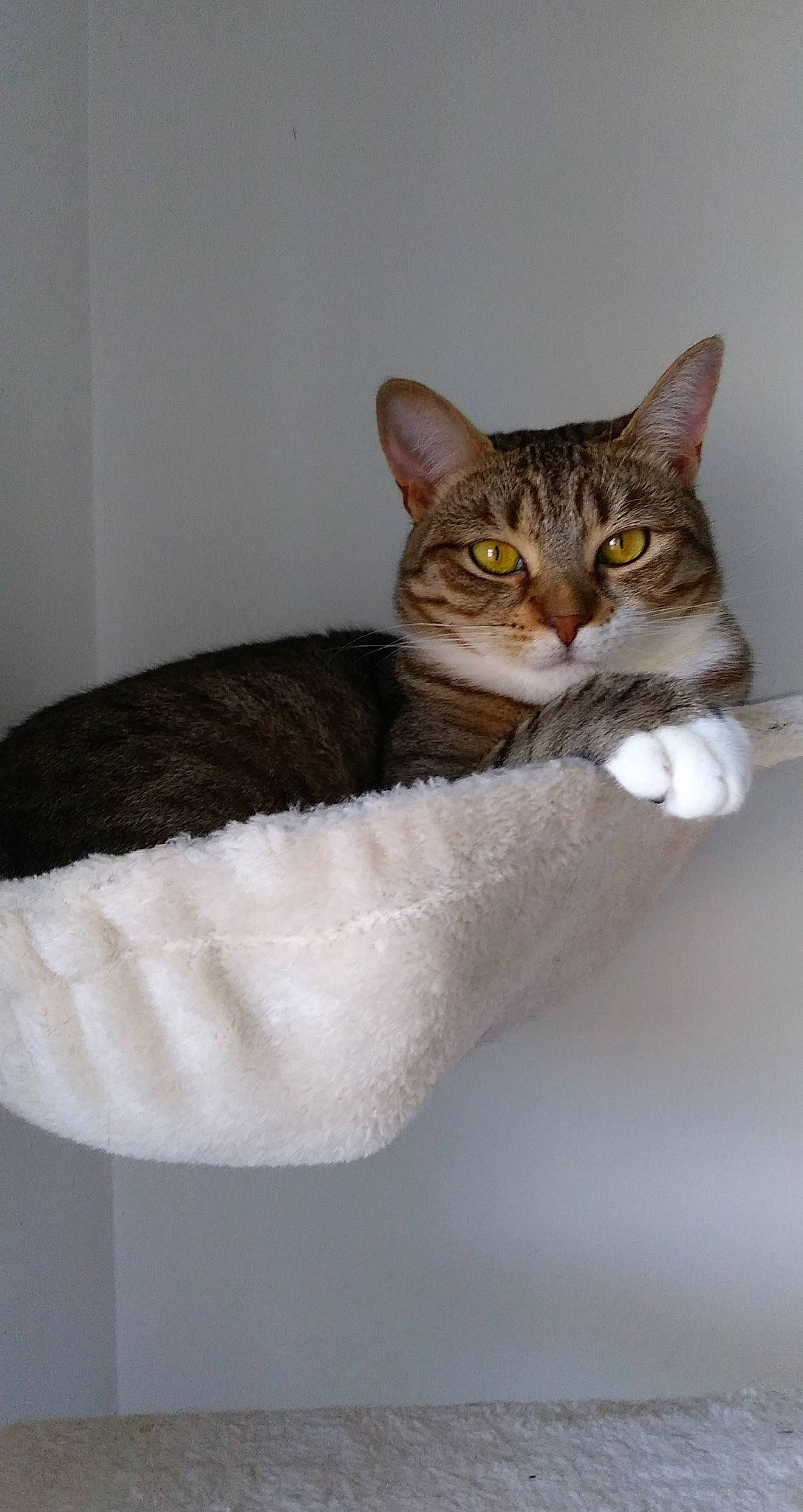 Ivy joined the competition — help win amazing prizes! carnivore, cat, cat_supply, comfort, domestic_short_haired_cat, door, fawn, felidae, fur, iris, paw, pet_supply, small_to_medium_sized_cats, snout, tail, terrestrial_animal, whiskers, window