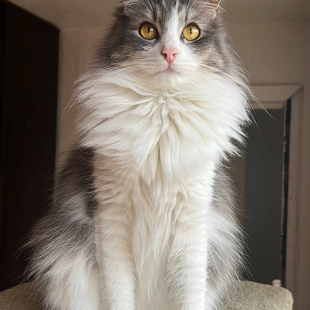 Guru Aka Gew joined the competition — help win amazing prizes! animal, cat, cat_tree, cute, domestic, ears, feline, fluffy, furry, golden_eyes, gray, indoor, long_fur, looking, paw, pet, portrait, sitting, whiskers, white