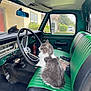 animal, carpet, cat, dashboard, door_handle, fire_extinguisher, gray_cat, green_seat, hat, indoor, parked_vehicle, pet, rearview_mirror, seat_belt, side_window, steering_wheel, vehicle_interior, vintage_truck, white_cat, window