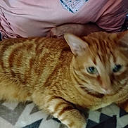 Tom joined the competition — help win amazing prizes! cat, orange_tabby, pet, animal, feline, fur, striped, domestic_cat, lying_down, blanket, pattern, indoor, person, shirt, arm, resting, closeup, blurred, relaxed, cozy
