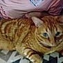 cat, orange_tabby, pet, animal, feline, fur, striped, domestic_cat, lying_down, blanket, pattern, indoor, person, shirt, arm, resting, closeup, blurred, relaxed, cozy