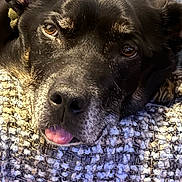 Reggie is registered to the contest to win money with this photo: animal, black_dog, blanket, brown_eyes, close_up, cozy, cute, dog, ears, fur, indoor, lying_down, muzzle, nostrils, pet, relaxed, resting, sleepy, texture, tongue_out