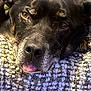 animal, black_dog, blanket, brown_eyes, close_up, cozy, cute, dog, ears, fur, indoor, lying_down, muzzle, nostrils, pet, relaxed, resting, sleepy, texture, tongue_out