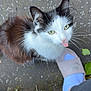 animal, black_and_white, cat, close_up, cute, footwear, fur, green_eyes, ground, leaf, nike, outdoor, person, pet, playful, sidewalk, slide, sock, tongue_out, whiskers