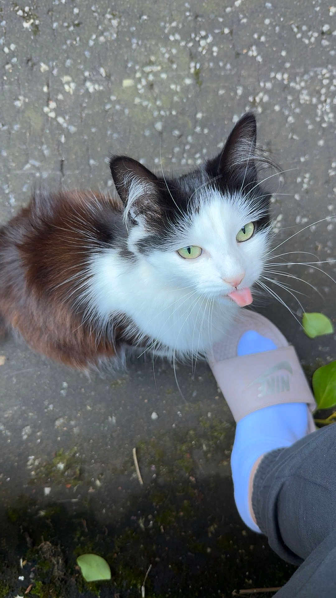 Nibbles