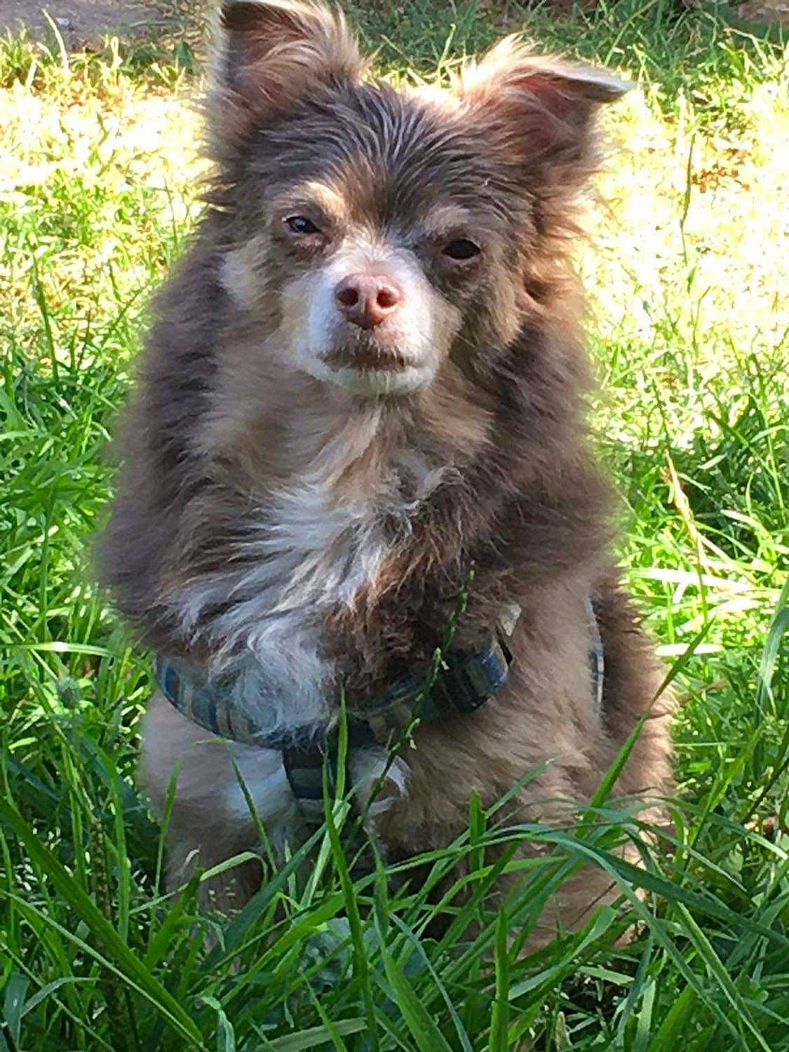 Johnny a rejoint le concours — aidez-le/la à gagner de superbes lots ! australian_shepherd, canidae, carnivore, companion_dog, dog, dog_breed, eye, fawn, fur, grass, indian_spitz, liver, plant, snout, sporting_group, terrestrial_animal, terrestrial_plant, toy_dog, whiskers, working_animal