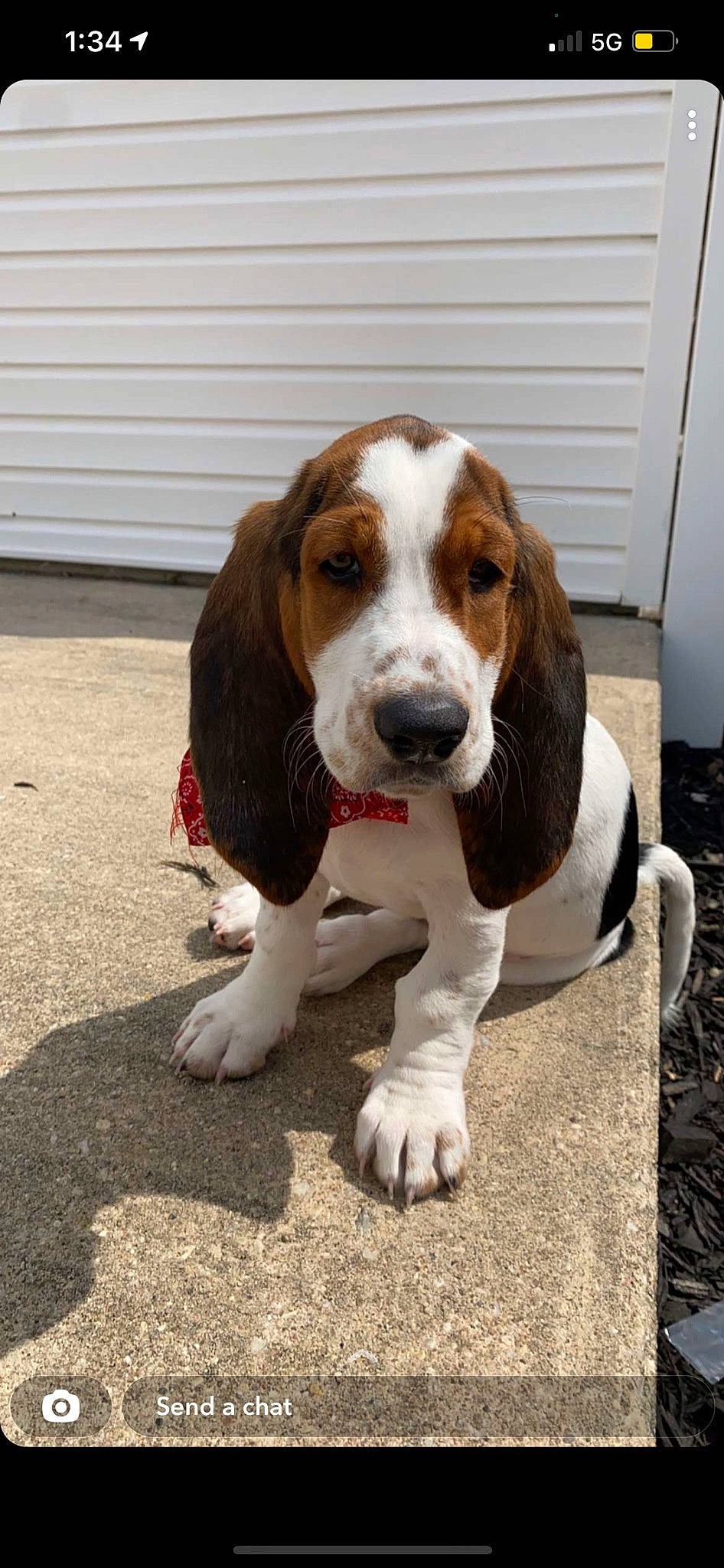 Pudgington joined the competition — help win amazing prizes! carnivore, companion_dog, dog, dog_breed, door, home_door, hound, hunting_dog, liver, scent_hound, snout, sporting_group, terrestrial_animal, working_animal