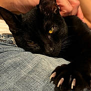 Blackberry is registered to the contest to win money with this photo: black_cat, cat, claws, close_up, denim, fabric, feline, fur, hand, indoor, leisure, mammal, nap, pet, petting, relaxed, resting, sharp_claws, yellow_eyes, whiskers