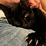 black_cat, cat, claws, close_up, denim, fabric, feline, fur, hand, indoor, leisure, mammal, nap, pet, petting, relaxed, resting, sharp_claws, yellow_eyes, whiskers