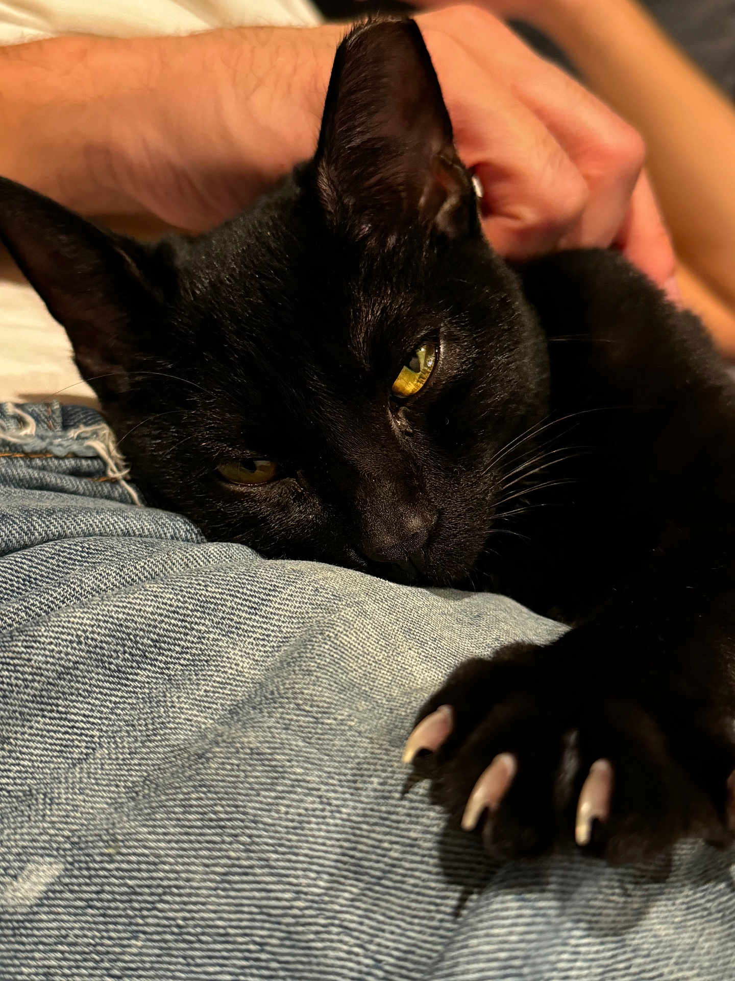 Blackberry is registered to the contest to win money with this photo: black_cat, cat, claws, close_up, denim, fabric, feline, fur, hand, indoor, leisure, mammal, nap, pet, petting, relaxed, resting, sharp_claws, yellow_eyes, whiskers
