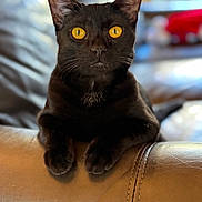 Binx is registered to the contest to win money with this photo: black_cat, cat, pet, animal, feline, golden_eyes, leather_couch, indoor, portrait, close_up, whiskers, ears, paws, relaxed, domestic_cat, sitting, fur, cute, cozy, blurred_background