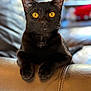 black_cat, cat, pet, animal, feline, golden_eyes, leather_couch, indoor, portrait, close_up, whiskers, ears, paws, relaxed, domestic_cat, sitting, fur, cute, cozy, blurred_background