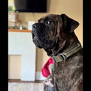 Sarge is registered to the contest to win money with this photo: animal, brindle, canine, carpet, collar, companion, dog, domestic_animal, fireplace, furniture, guarding, house, indoor, living_room, mammal, pet, portrait, side_view, sitting, television